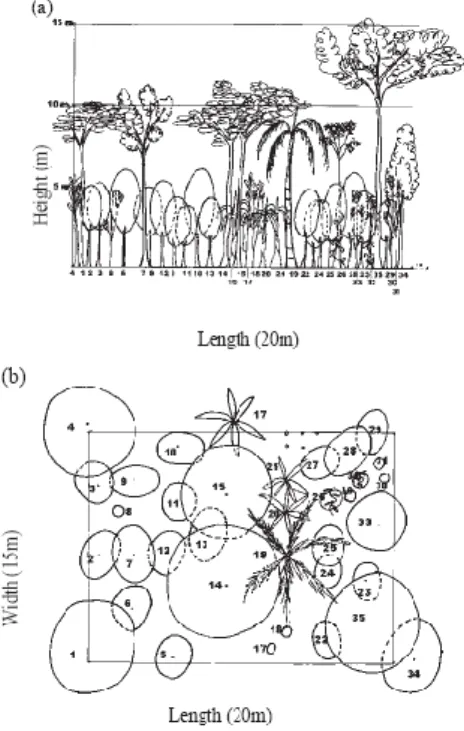 Gambar 4. Sketsa gambar sebaran kanopi ke arah horizontal (a) dan  kearah vertical (b) 