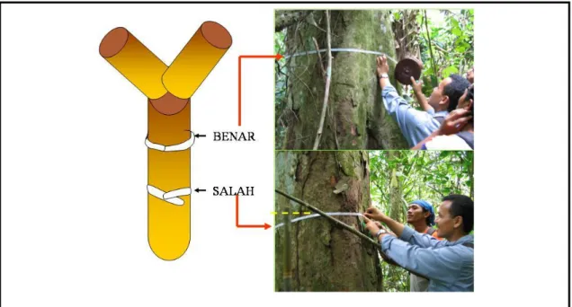 Gambar 4. Skematis cara menentukan ketinggian pengukuran dbh batang  pohon yang tidak beraturan bentuknya (Weyerhaeuser dan  Tennigkeit, 2000)