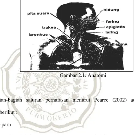 Gambar 2.1. Anatomi 