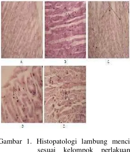 Gambar 1. Histopatologi lambung mencit
