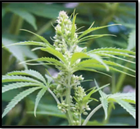 Gambar 1. Cannabis sativa 21