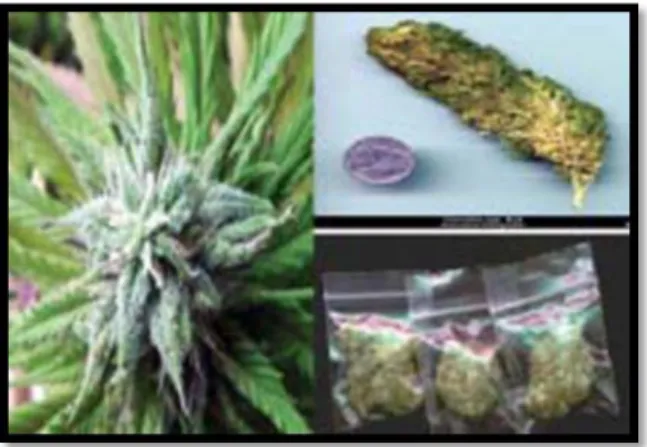 Gambar 1. Tanaman Cannabis sativa  dan  sediaan ganja. 30