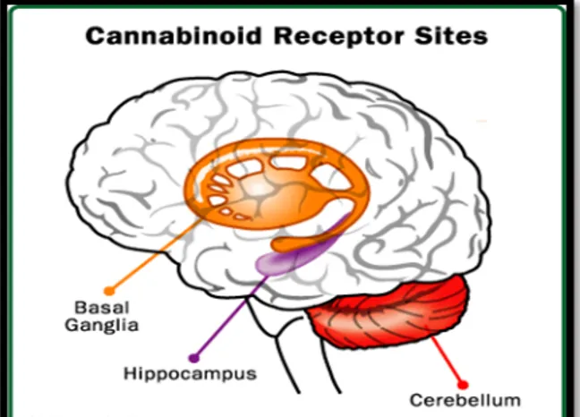 Gambar 5. Lokasi reseptor cannabinoid di  otak. 12