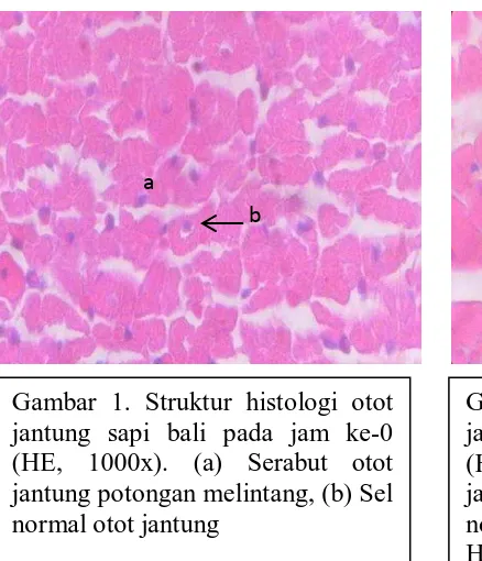 Gambar 2. Struktur histologi otot jantung sapi bali pada jam ke-4 