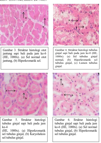 Gambar 3. Struktur histologi otot jantung sapi bali pada jam ke-6 