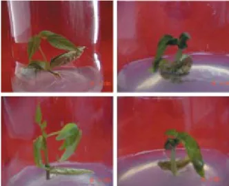 Gambar 1. Keragaman tunas in vitro hasil persilangan antara kacang hijau dengan kacang hitam no aksesi VR-35.