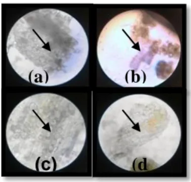 Gambar 1 Pemeriksaan Makroskopik Simplisia daun dan   biji  pepaya  (a)  Daun  pepaya  segar  (b)  Biji  pepaya segar