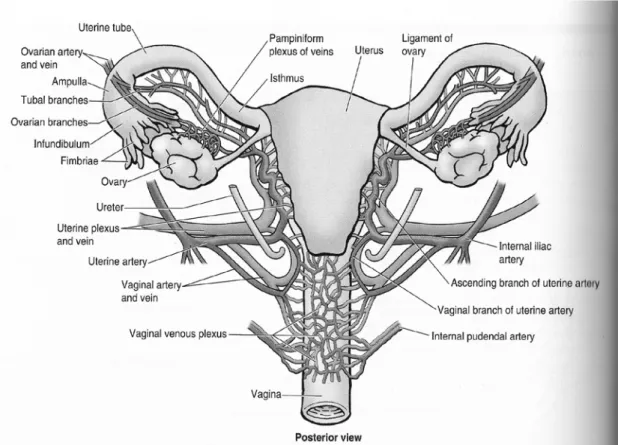 Gambar 2.1. Anatomi uterus 