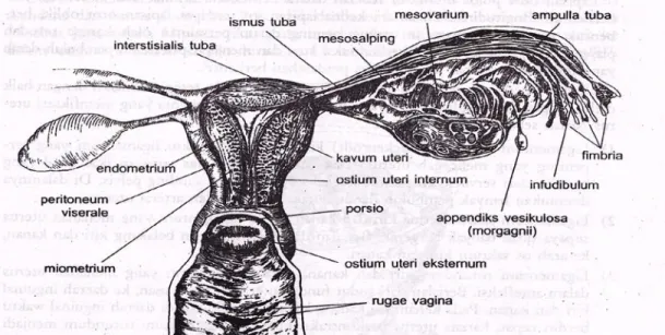 Gambar 2.2.  Anatomi dan vaskularisasi uterus 