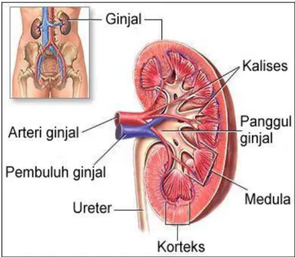 Gambar 2.1 Anatomi Ginjal 