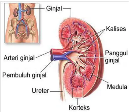 Gambar 2.1 Anatomi Ginjal 