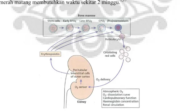 Gambar 1 Produksi Eritropoietin oleh Ginjal sebagai Respon Pasokan Oksigen 