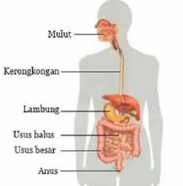Gambar 2.1 Anatomi Sistem Pencernaan Manusia Sumber : Patriani (2008)
