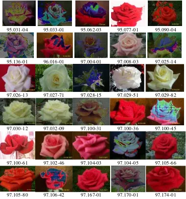 Gambar 2  Warna dan Bentuk Bunga Mawar yang Diamati. 