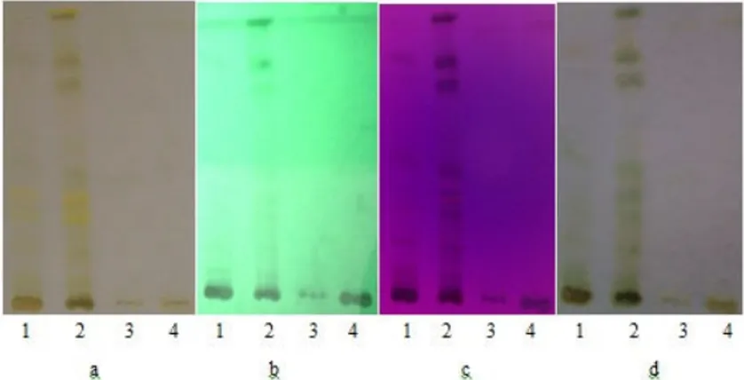 Gambar 1. Visualisasi bercak dari ekstrak etanol dan fraksi dari daun singawalang pada  plat  silika  gel  GF 254   dan  fase  gerak  kloroform:metanol  (9,75:0,25,  v/v);  (a)  sinar tampak, (b) UV λ 254 nm,  (c) UV λ 366 nm, (d) setelah disemprot asam  s