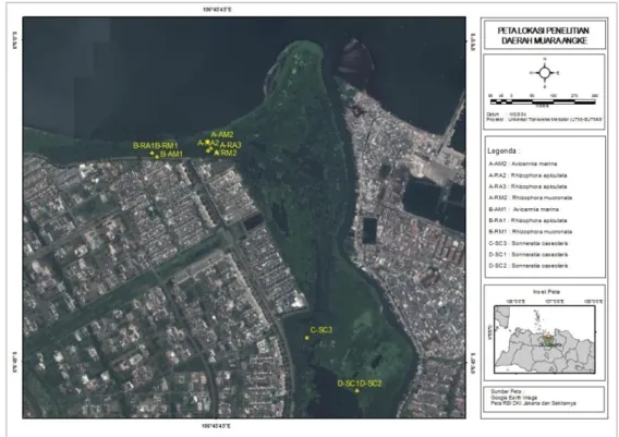 Gambar 1. Lokasi Pengambilan Sampel di HLAK dan TMMA, Muara Angke, Jakarta 2011  salinitas, pH dan kandungan oksigen terlarut (DO) di 