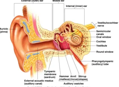 Gambar 1. Anatomi telinga 