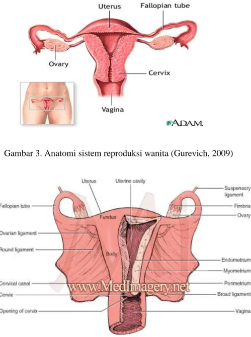 Gambar 3. Anatomi sistem reproduksi wanita (Gurevich, 2009) 
