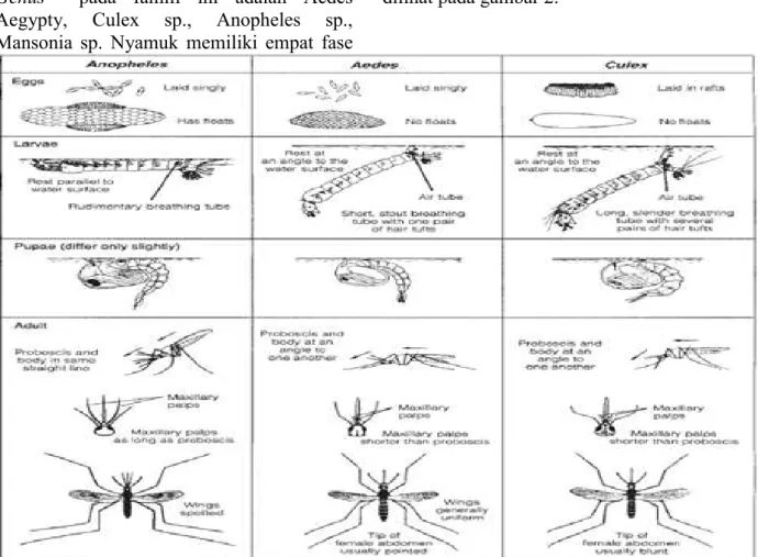 Gambar 1. Morfologi Siklus Nyamuk. 