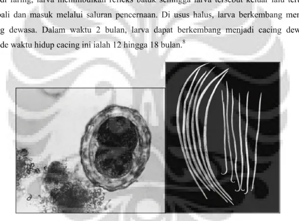 Gambar  1.  Kiri:  telur  A.  lumbricoides  yang  telah  dibuahi  dan  diambil  dari  sampel  feses