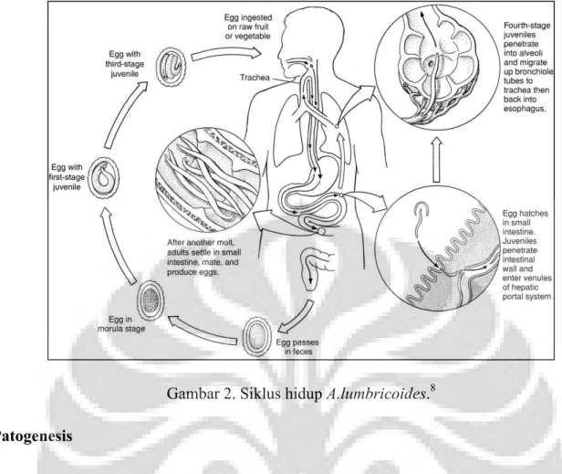 Gambar 2. Siklus hidup A.lumbricoides. 8 Patogenesis  