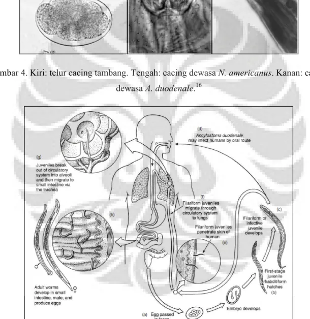 Gambar 5. Siklus hidup cacing tambang. 16    Epidemiologi 