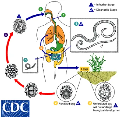 Gambar 1. Daur hidup Ascaris lumbricoides (CDC, 2013) 