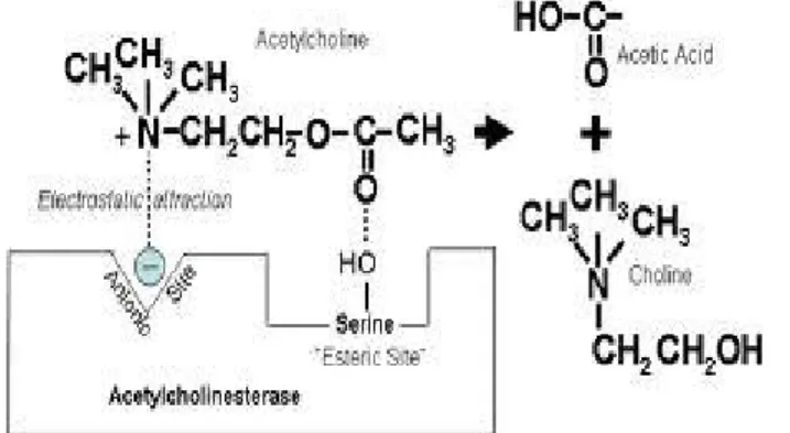 Gambar 2.1  . Mekanisme Kerja Enzim Asetilkolinesterase 