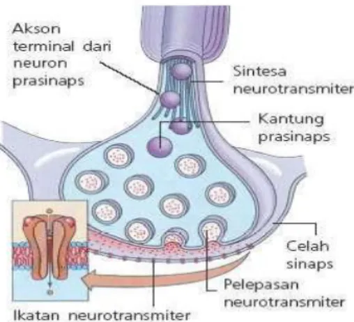 Gambar 2.2 proses pelepasan neurotransmitter 