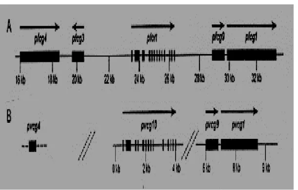 Gambar  1  :  A.  Sebagian  Struktur  gen  dari  region  Kromosom  7  P.  falciparum  38  kb,  yang  memperlihatkan  posisi  relatif  dari  pfcg 4, pfcg 3, pfcrt, pfcg 9, dan pfcg 1