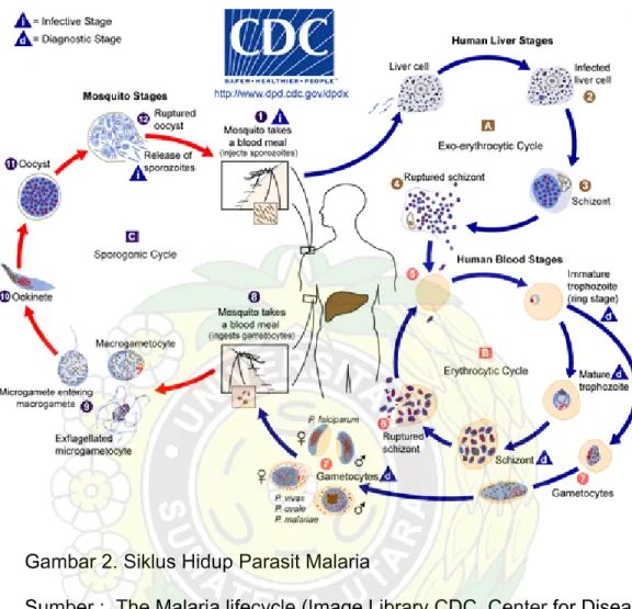 Gambar 2. Siklus Hidup Parasit Malaria