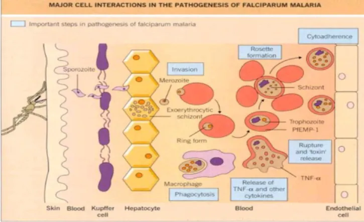 Gambar 1. Interaksi sel dalam patogenesis  malaria 13 