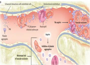 Gambar 2.  Aktivasi platelet pada malaria  falciparum 18 
