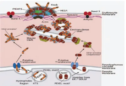 Gambar 3. Translokasi Protein pada Eritrosit yang Terinfeksi Plasmodium (50). 