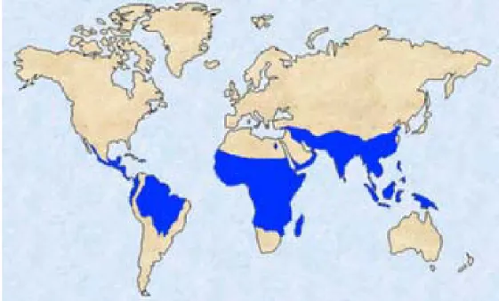 Gambar 2. Distribusi geografik malaria di seluruh dunia. Indonesia merupakan  salah satu wilayah dengan angka kejadian yang tinggi 