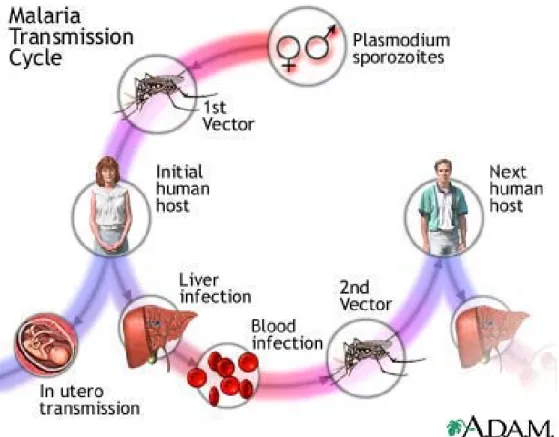 Gambar 3. Siklus infeksi malaria pada manusia dan nyamuk 