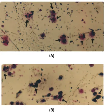 Gambar 2.  Gambaran  Makrofag  Peritoneal  mencit  Balb/C  betina  setelah  kultur  24  jam  dan  uji  fagositosis  dengan  partikel  latex  pada  hari  ke  7  setelah  infeksi  oleh  Plasmodium  berghei  dan  diterapi  dengan  klorokuin  saja  (A)  dan  d