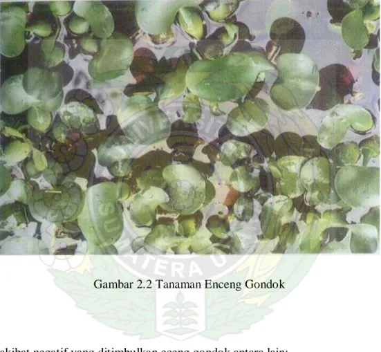 Gambar 2.2 Tanaman Enceng Gondok 