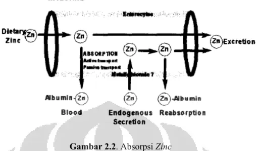 Gambar 2.2. Absorpsi Zinc 