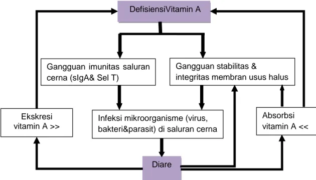 Gambar 2.1.  Hubungan vitamin A dengan diare 