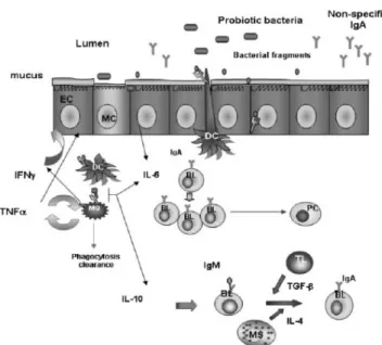 Gambar 2.1. Respon imun saluran cerna yang di induksi bakteri probiotik  (sumber : Galdeano CM)  33   