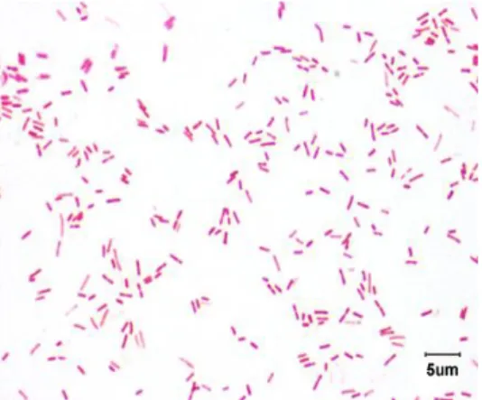 Gambar 2. Morfologi sel bakteri Pseudomonas aeruginosa dengan  pengecatan Gram 