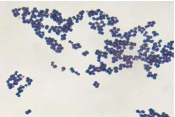 Gambar 1. Morfologi sel bakteri Staphylococcus aureus dengan  pengecatan Gram 