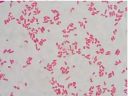 Gambar 2.2 Escherichia coli setelah pewarnaan Gram 