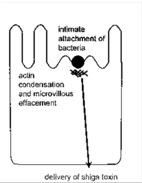 Gambar 1. Interaksi antara enterohemorrhagic E. 