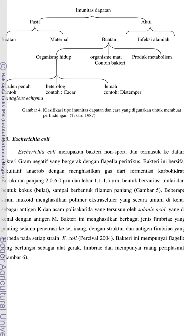 Gambar 4. Klasifikasi tipe imunitas dapatan dan cara yang digunakan untuk membuat  perlindungan  (Tizard 1987)