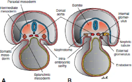 Gambar 1. Bagian transversal melalui embrio pada berbagai tahap perkembangan  menunjukkan pembentukan nephric tubules