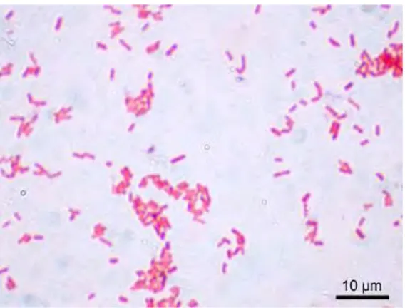 Gambar 1  Escherichia coli. Pewarnaan Gram. 