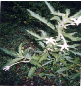 Gambar 1. Sapu jagad (Isotoma longifolia) 