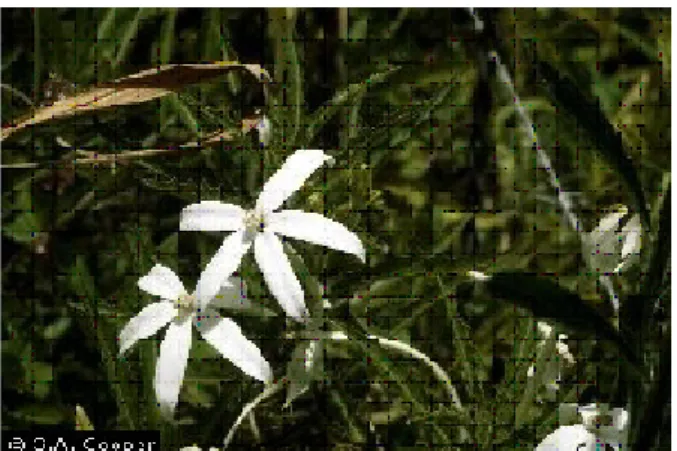 Gambar 1.  Bunga dan Daun Isotoma longiflora (L) Presl. 7
